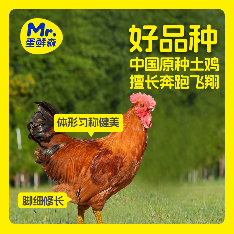 蛋鲜森林下散养200天土公鸡1kg±100g/只真空净膛 顺丰源头直发 2只装高清大图
