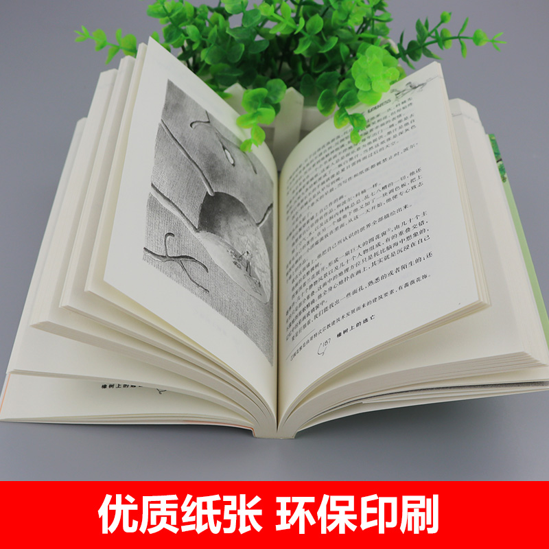 橡树上的逃亡 [正版]橡树上的逃亡书新蕾出版社小学生二年级 三年级四年级五年级课外 书国际大奖 小说历险记小说童文学 成高清大图