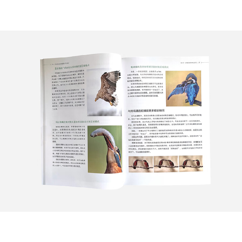 正版新书]鸟类与花卉摄影技巧大全 (含201个花鸟摄影技巧 器材高清大图