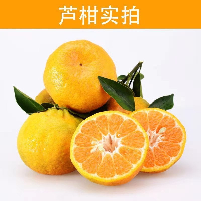 福建永春芦柑5斤中大果新鲜水果