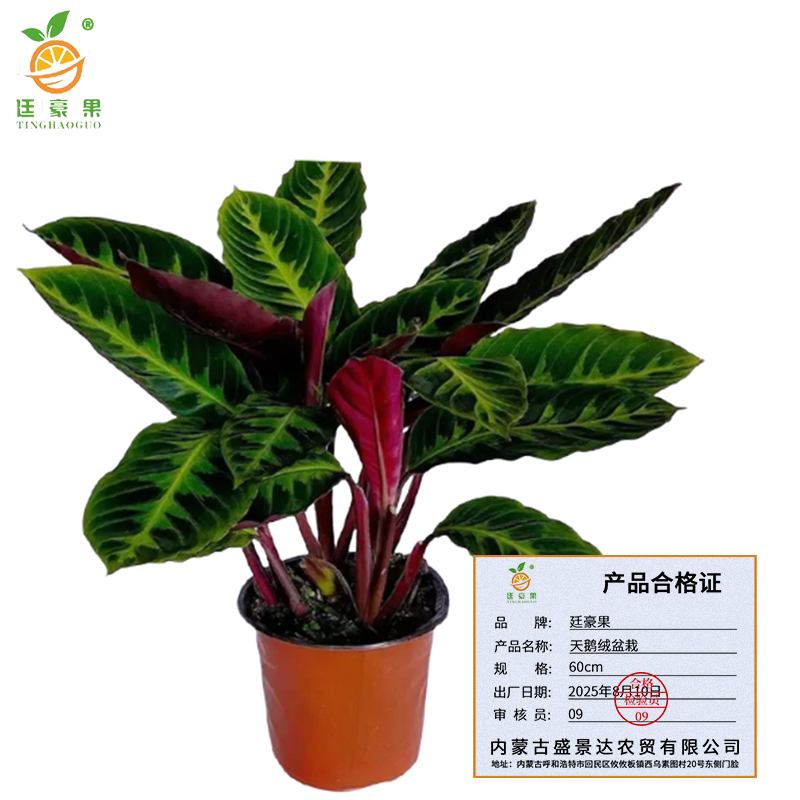 廷豪果 天鹅绒盆栽 60cm /盆高清大图