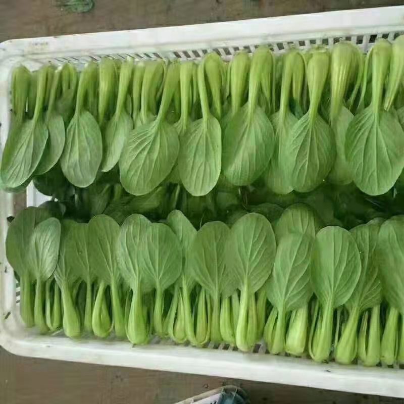 副食品 一批 (货物明细附 清单)