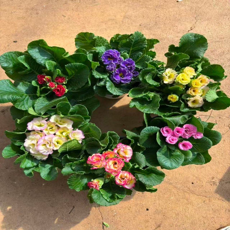 欧洲报春花株高10-20cm,冠幅20-30cm