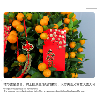 年宵花大金桔树盆栽带果室内招财植物带装饰品春节观赏盆景年橘树