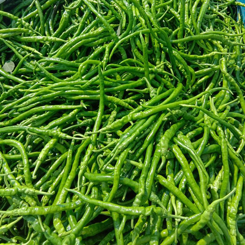赛卡伊四川露天青辣椒二荆条线椒当季新鲜蔬菜农家自种青椒条子辣椒现