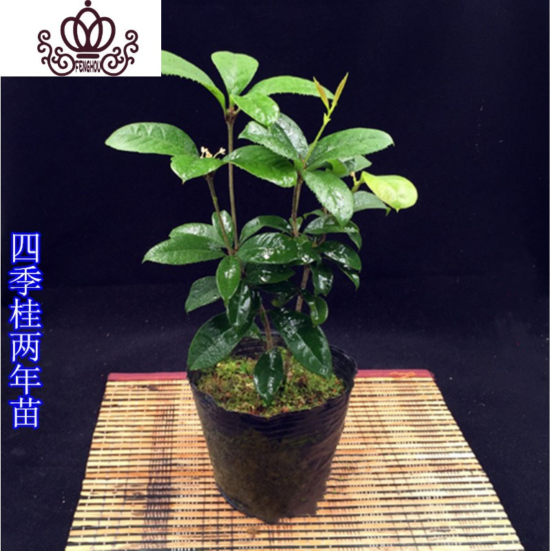 封后 Fenghou 园艺用品封后四季桂花树盆栽 八月桂丹桂金桂浓香型植物室内庭院四季花卉四季桂 25厘米高不含盆 价格图片品牌报价 苏宁易购战狼家居专营店