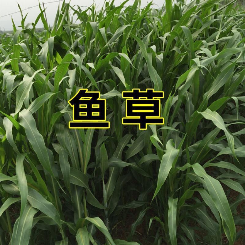 苏丹草草籽高丹草种四季牧草种子养殖草鱼吃的草种籽畜牧牛羊视频