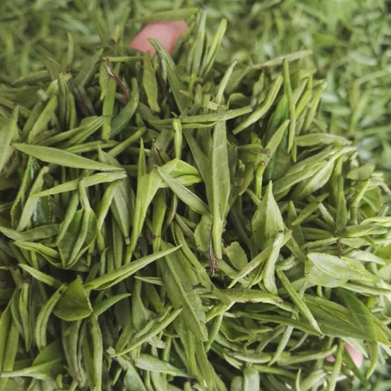 罗霄山江西遂川狗牯脑绿茶新茶春茶高山云雾茶特级炒青2020散装100克