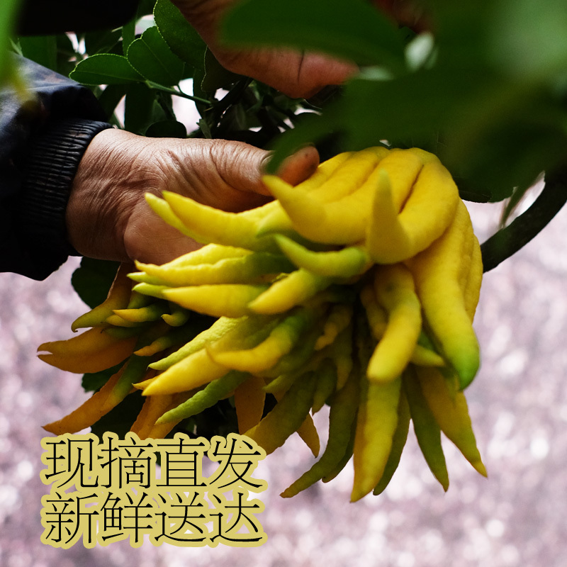 小号50g(3-4个)金华佛手带枝果佛手水养小佛手青果水培佛手柑金佛手果