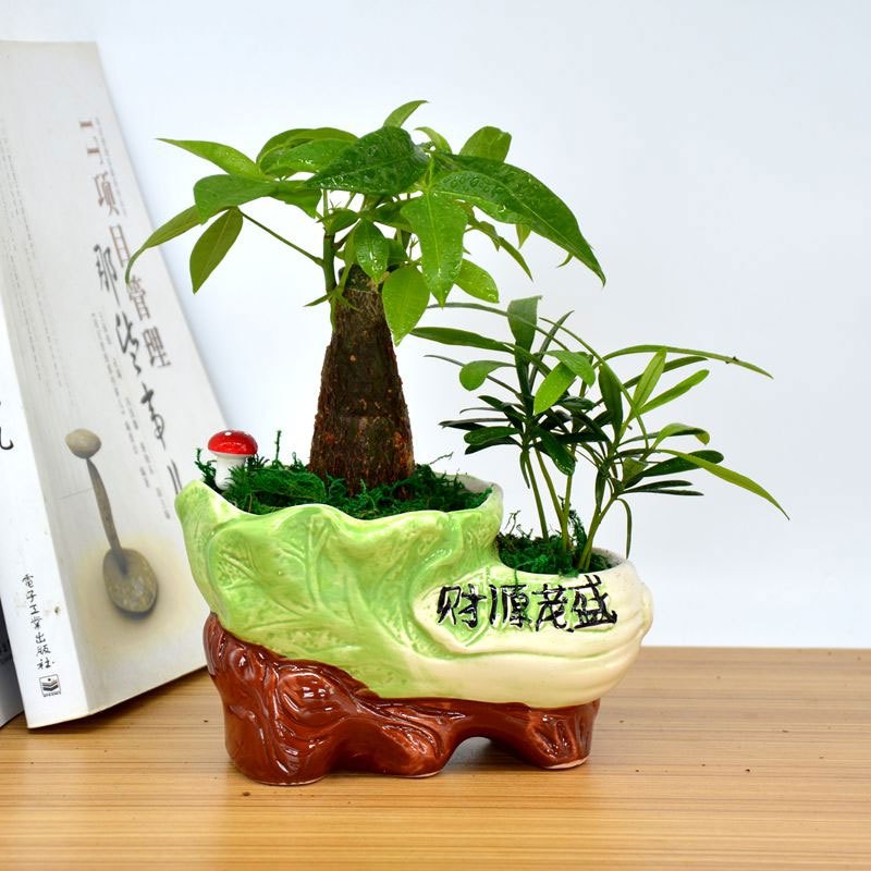 (小财源茂盛+财树+罗汉松含盆)财树盆栽罗汉松拼盆盆栽室内办公桌绿植物小盆栽生活日用园艺用品花卉绿植盆栽