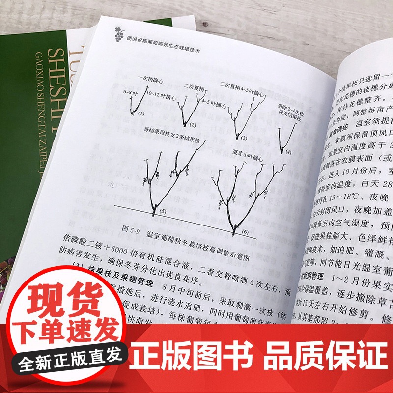 图说设施葡萄高效生态栽培技术 王志鹏 化学工业出版社 正版书籍高清大图