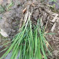 四季早熟茭白苗 高笋 双季茭白苗 水生蔬菜苗 龙虾套养 茭白种子 双季高产茭白苗十颗