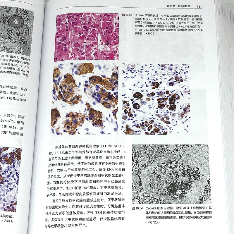 单本全册 [正版]病理医师实用组织学 第5五版 薛德彬 陈建 主译 病理生理生物分子学 可供病理学医学生及专科医师等专业