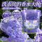 [淡紫丁香]全球仓花香凝珠7g*50颗多效合一浓缩型洗衣凝珠去污留香杀菌祛螨多腔留香珠洗衣球洗衣珠洗衣胶囊持久留香