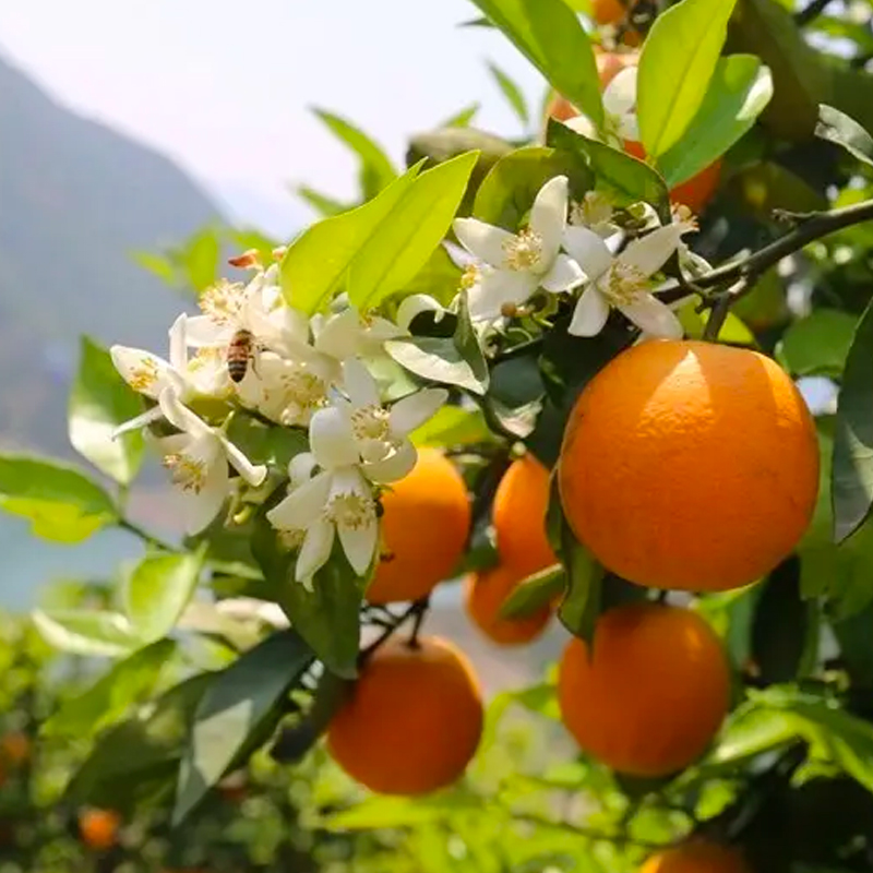 [中华特色]秭归馆 一苇农佳 秭归脐橙伦晚橙 甜橙 春橙 9斤纸箱装 精品果果径70mm-85mm 华中高清大图