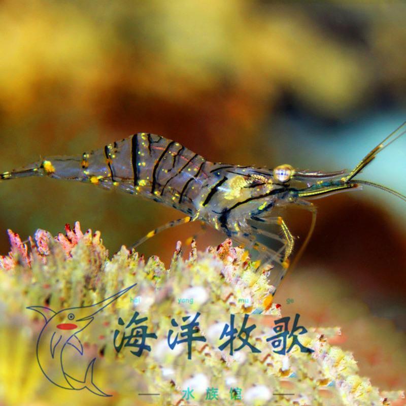 黄点玻璃虾3厘米左右 1只 海水虾 活体 黄点玻璃虾 太平洋长臂虾 除藻