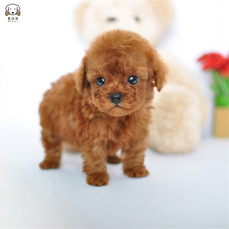 麦比佳 泰迪犬活体狗狗幼犬纯种血统级长不大卷毛泰迪熊犬玩具型标准型微小体 茶杯犬泰迪贵宾富贵狗视频挑选高清大图