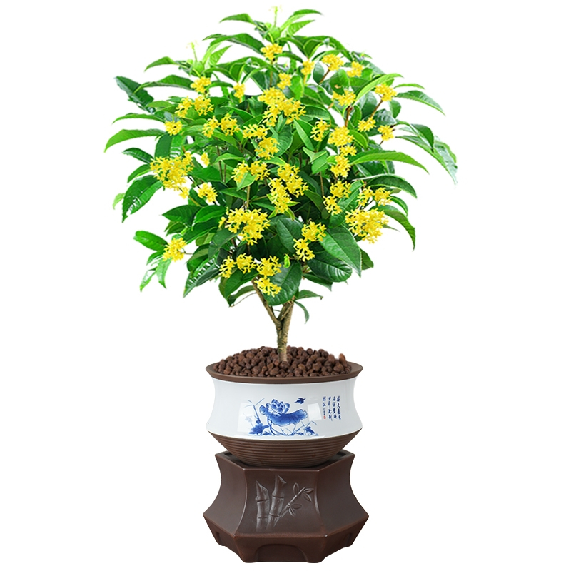 回固桂花盆栽树苗室内观赏花卉植物办公开花浓香绿植四季好养易活客厅