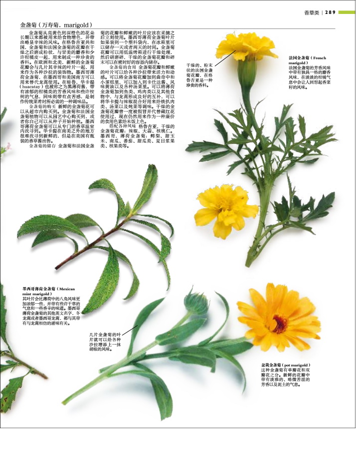 [醉染正版]生活-DK食材百科全书2500种原材料介绍搭配彩图西餐厨师鱼肉蔬菜香料坚果奶酪水果主食粮油调味品高清大图