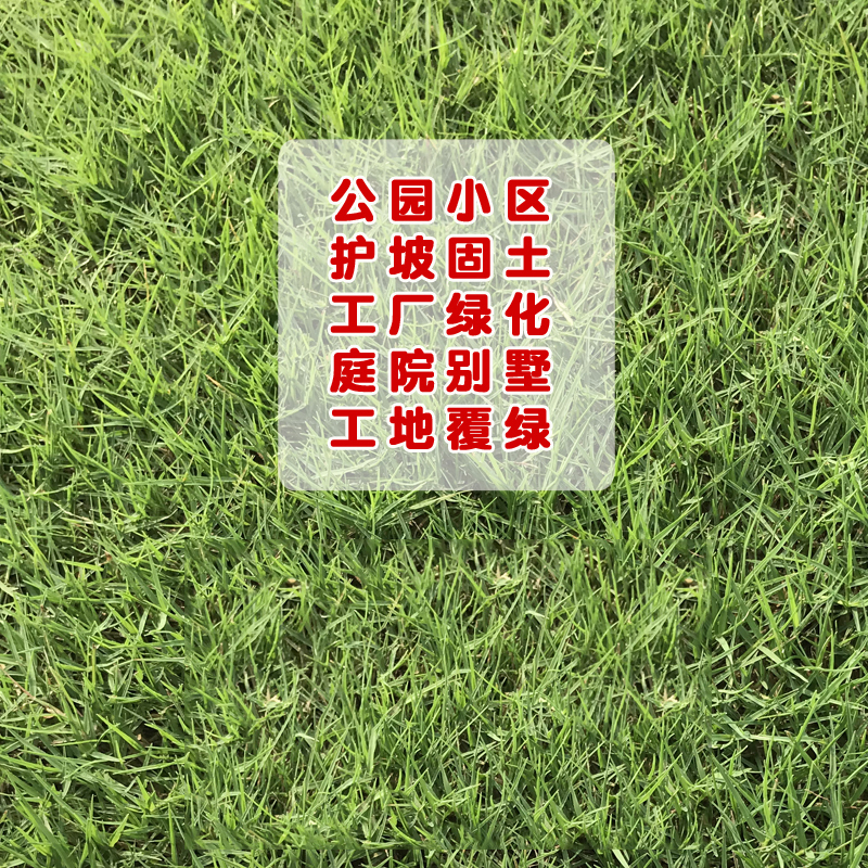 高羊茅种子 蓝标型 500克 厂商封装
