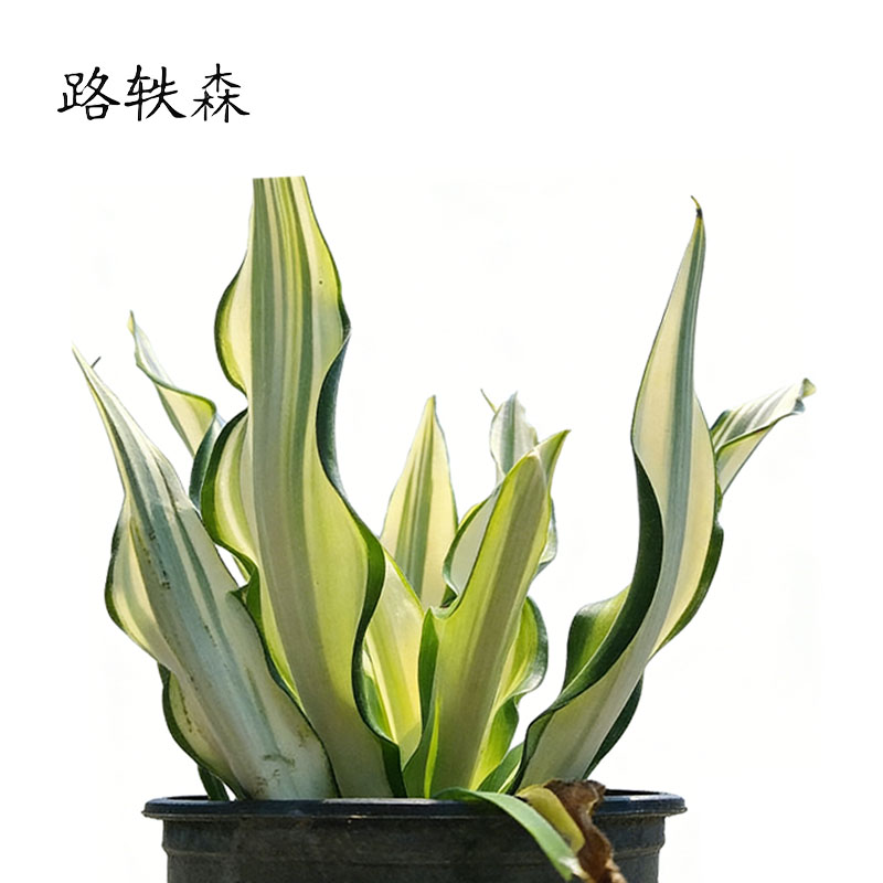 路轶森 万年麻冠幅 40-50cm 棵高清大图