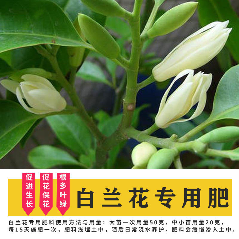 白兰花专用肥料叶面肥花肥料通用养花肥料种花通用花卉白兰花肥料报价 参数 图片 视频 怎么样 问答 苏宁易购