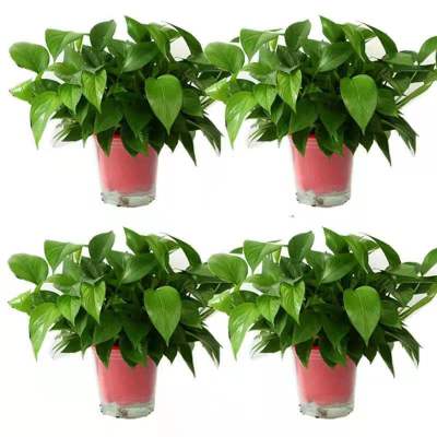 15.9元包邮  甲门 绿萝盆栽 120#原吸水盆4盆装+2肥