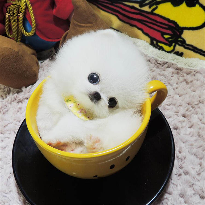麦比佳狗狗活体 纯种博美犬幼犬活体宠物狗狗哈多利系球体博美狗 玩具型博美犬 茶杯犬长不大博美日系俊介犬高清大图
