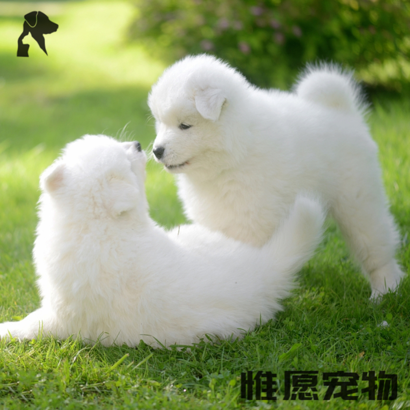 狗狗活体高品质赛血双血统纯种萨摩耶幼犬活体西伯利亚雪橇犬微笑天使萨摩宠物小白狗咨询客服视频选狗视频介绍 狗狗活体高品质赛血双血统纯种萨摩耶幼犬 活体西伯利亚雪橇犬微笑天使萨摩宠物小白狗咨询客服视频选狗功能演示视频 苏宁易购