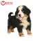 伯恩山犬 幼崽幼犬 纯种伯恩山犬 宠物狗狗伯恩山狗 大型犬