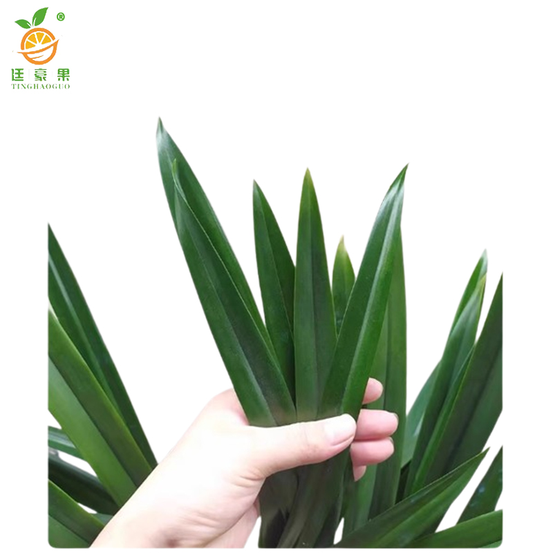 廷豪果 兰花盆栽 40cm高 /盆高清大图