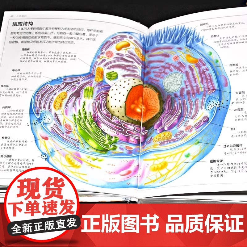 精装升级版DK人体百科全书海量图片揭秘我们的身体骨骼结构图解以文字为孩子探索认识人体科普打开兴趣四五年级课外书读绘本高清大图
