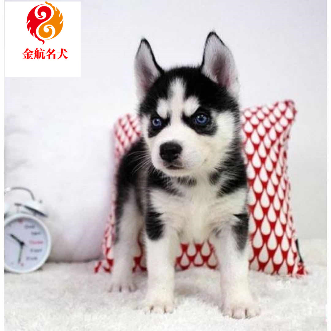 哈士奇纯种狗狗二哈蓝眼睛哈士奇幼犬小型犬哈士奇活体西伯利亚雪獒犬宠物狗狗活体伴侣犬【价格图片品牌报价】-苏宁易购