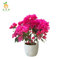 廷豪果 三角梅 50-60cm /根
