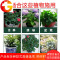 植物通用型氮磷钾复合肥 月季多肉茉莉兰花绿萝催花花肥花药