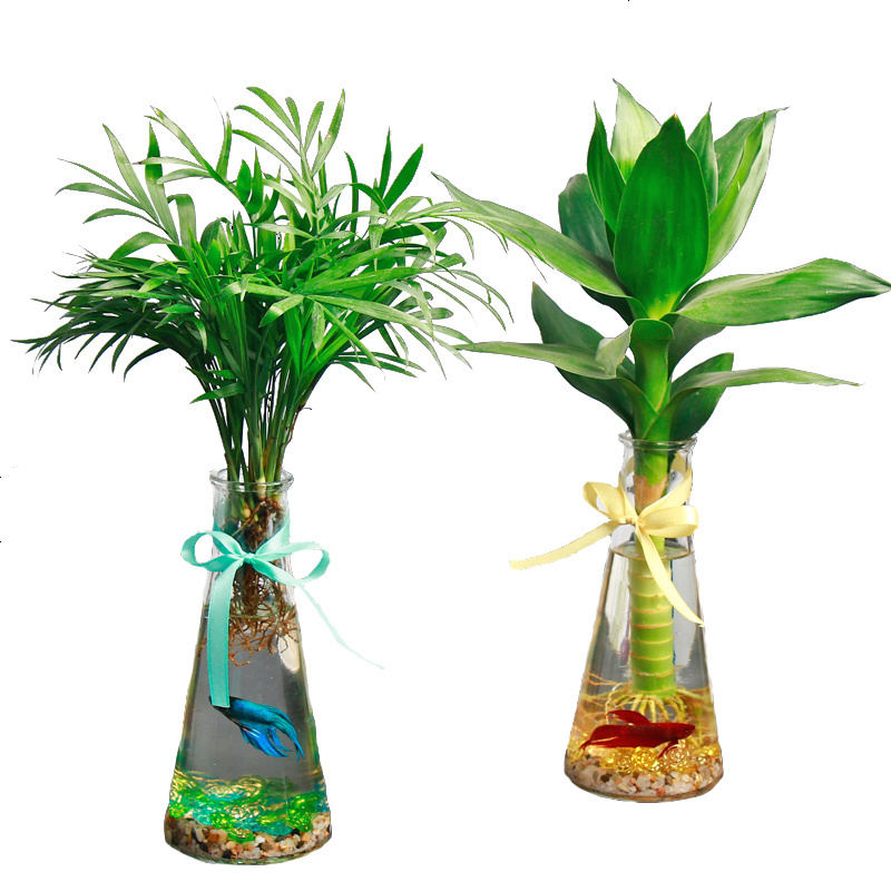 L水培植物生态瓶椰子办公室绿植富贵竹创意微景观迷你小盆栽