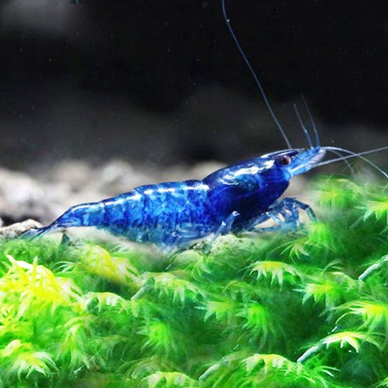 观赏虾活体水族淡水宠物鲜活除藻清洁工具虾樱花水晶虾黄金米鱼虾 本