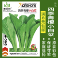 蔬菜种子四季播种阳台农家盆栽香菜菠菜生菜韭菜小葱草莓籽孑大四 均码 四季青梗小白菜约800粒