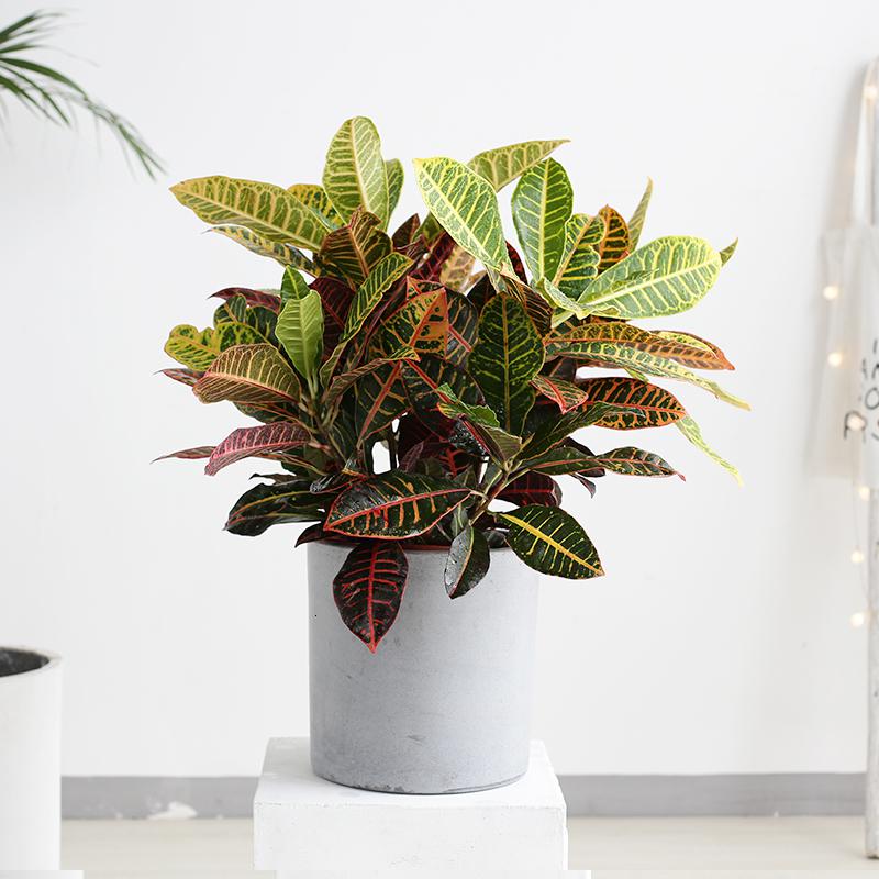 七彩变叶木盆栽四季观叶七彩渐变绿植室内净化空气家用植物 变叶木-0.
