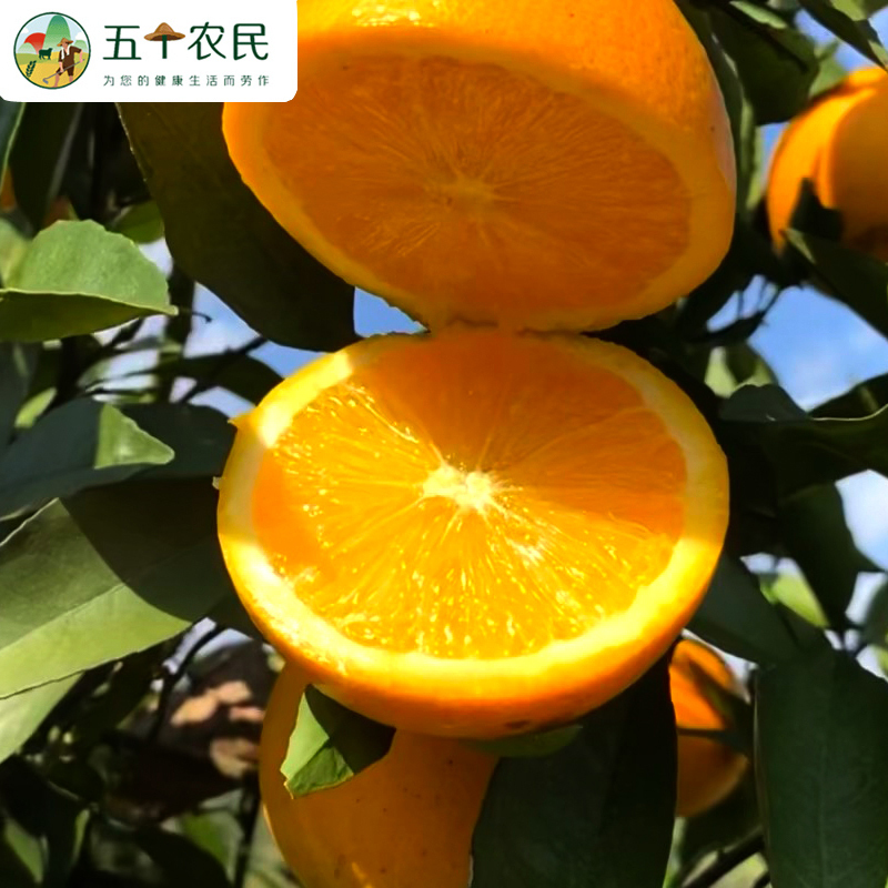 五个农民(多仓发货)湖南麻阳冰糖橙5斤小甜橙优选柑橘一级果新鲜水果自营生鲜爆甜多汁手剥冰糖