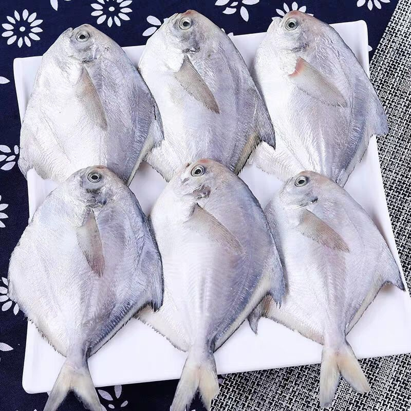 鲳鱼新鲜白鲳鱼银鲳鱼大海鱼冷冻整箱年货非养殖白鱼大号5斤豪华装