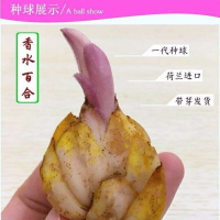 [带芽发货]四季种植香水百合种球盆栽百合花种子郁金香花苗花卉 A套餐[百合种球一个]