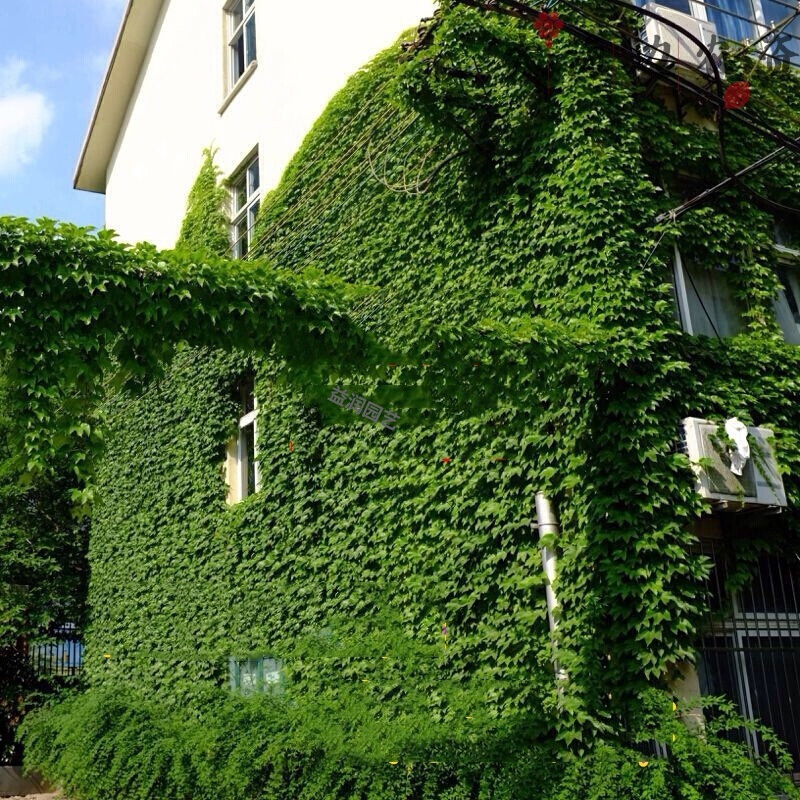 回固爬山虎苗盆栽三叶爬山虎大苗室内攀援花卉观花爬藤植物四季爬墙虎