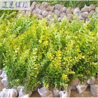 绿植绿植庭院别墅小区道路绿化色带苗木金叶女贞苗金叶小苗心雪梅苗10-15厘米高苗20cm(含)-30cm(不