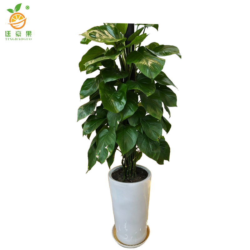 廷豪果 绿萝柱 1.5米高 /棵高清大图