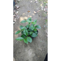 室内花卉办公室种植 鸡爪兰 珍珠兰 金粟兰 珠兰花苗盆栽