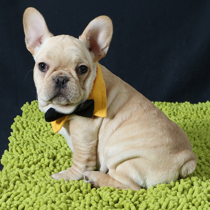 纯种宠物狗狗法牛幼犬法国斗牛幼犬幼崽小型犬