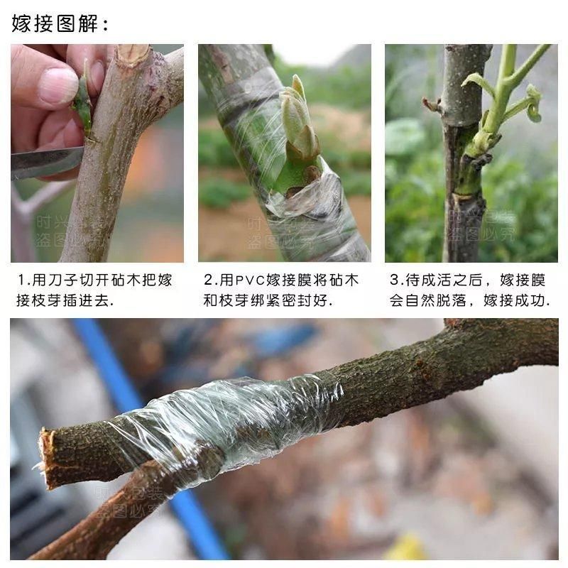 嫁接膜接树膜果树缠绕膜嫁接专用薄膜自粘透明拉伸打包膜保温膜 2cm 嫁接膜[1卷]