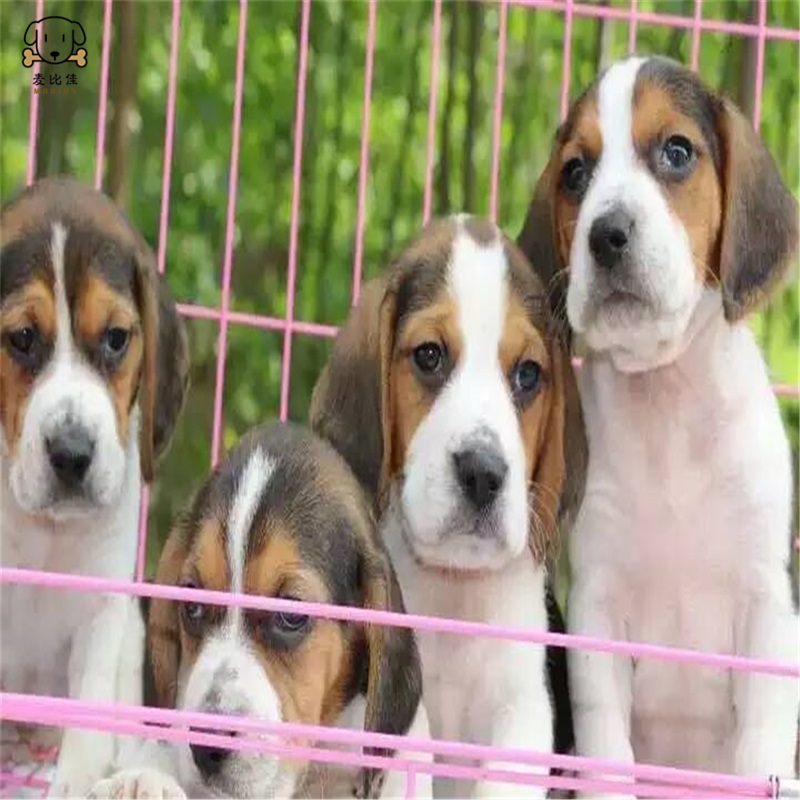 麦比佳宠物比格狗狗活体花色比格犬幼犬纯种血统级比格 短毛米格鲁猎兔犬比格猎狗高智商家养中小型犬视频挑选高清大图