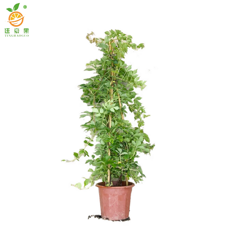 廷豪果 五叶爬山虎 30cm高10棵 /捆高清大图